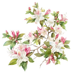 A watercolor of Azalea flower, isolated on a white background. Azalea vector.