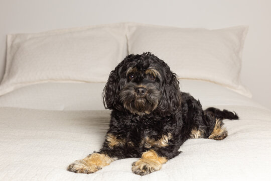 Full length horizontal view of beautiful female medium-sized black and tan cockapoo lying down on bed staring intently
