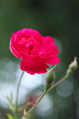 逆光に輝きを増すツバキ