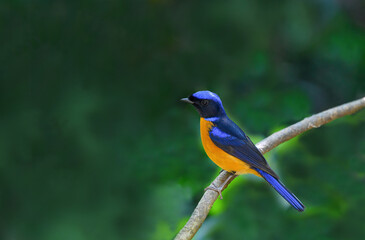 Thailand bird watching, wild life.Taiwan vivid niltava