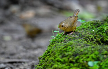Thailand bird watching , wild wildlife .Pellorneidae