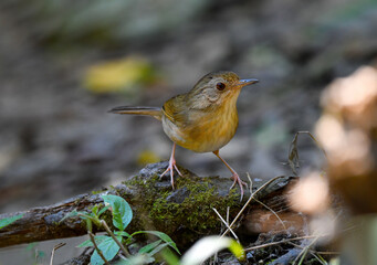 Thailand bird watching , wild wildlife .Pellorneidae