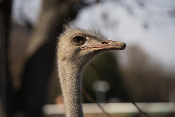 円山動物園の撮影したダチョウの顔