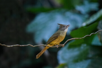 Thailand, bird and wildlife. Ochraceous bulbul on tree branch.