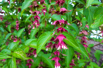Exquisite Himalayan Honeysuckle with Pendulous Pink and White Blooms