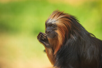 golden-headed lion tamarin (Leontopithecus chrysomelas), golden-headed tamarin