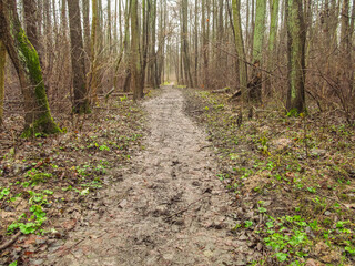 muddy path in the forest Bielanski