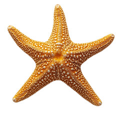 starfish isolated on transparent background
