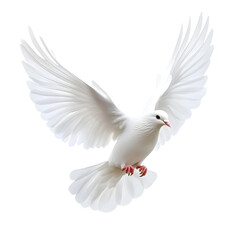 Fototapeta premium white dove flying spreading wings on transparent background