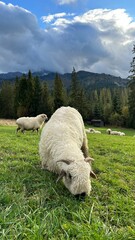 sheep in the mountains