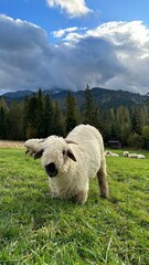 sheep in the mountains