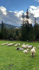 sheep in the mountains