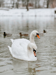 swans in the pond