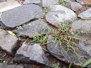Neglected garden with overgrown weeds, outdoor, nature, wild, plant, greenery, landscaping, maintenance, problem, overgrown
