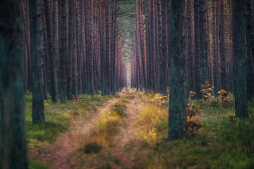 The road between the pines