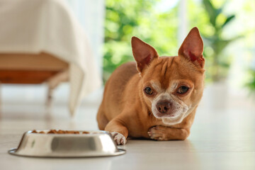 Cute Chihuahua dog near feeding bowl with dry food on floor indoors