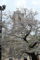 Cherry Blossum Festival, New Haven