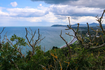 Coastal Horizon with Lichen-Covered Branches