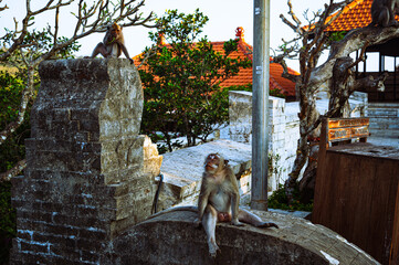Monkeys of Bali