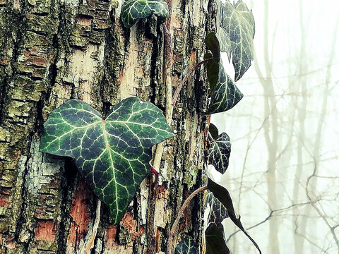 Green Ivy leaves on tree in foggy forest