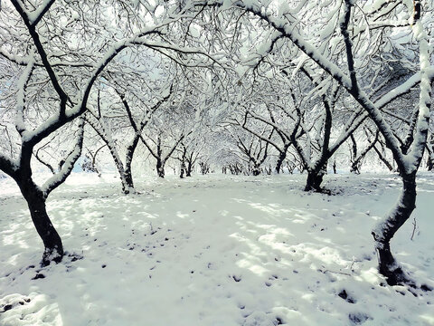 Light Winter Snowy forest