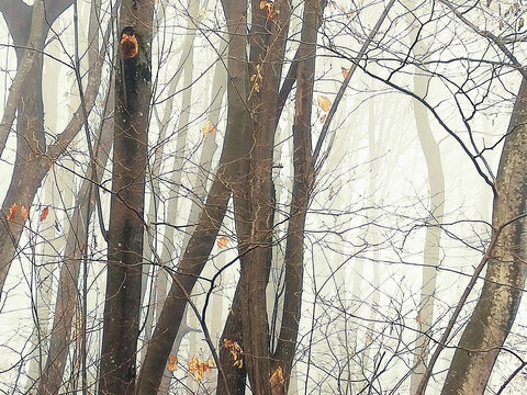 mystical foggy winter forest
