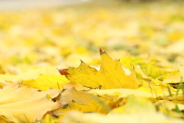 Many fallen autumn leaves on land outdoors, closeup. Space for text