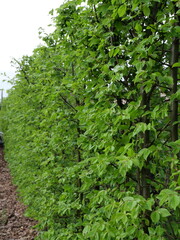 hornbeam hedge - modern garden  © k.mejdej