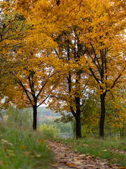 A serene pathway winds through a forest adorned with bright yellow foliage during autumn. The trees stand tall, showcasing the beautiful seasonal change while inviting peaceful walks.