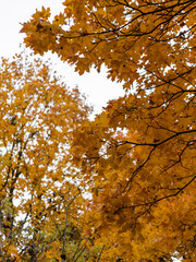 Golden leaves cascade from branches as autumn settles in a peaceful park. Nature showcases a stunning display of colors under a soft, overcast sky, inviting reflection.