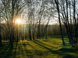Sunlight streams through the branches of tall trees, casting long shadows on the lush green ground in a tranquil forest at dawn. Nature awakens with soft light.