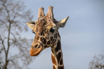 Naklejka premium portrait of a giraffe