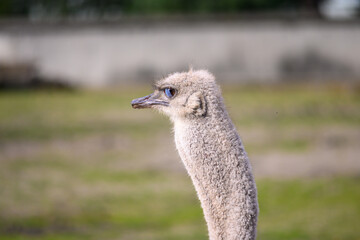 ostrich with big eyes against the sky