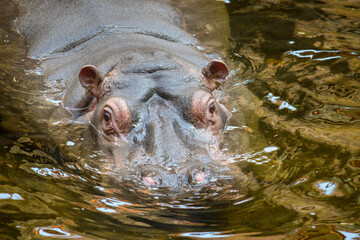 hippopotamus in river