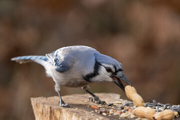 Blue Jay Eating a Peanut at Feeder 