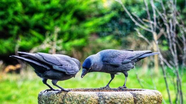 Two jackdaws perched in a garden