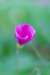 メルヘンチックなオキザリス・ボーウィ