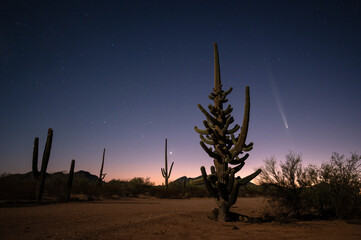 Comet C/2023 A3 (Tsuchinshan-ATLAS) over the Arizona sonoran desert