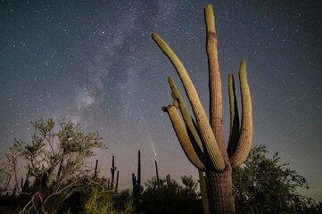 Comet C/2023 A3 (Tsuchinshan-ATLAS) over the Arizona sonoran desert