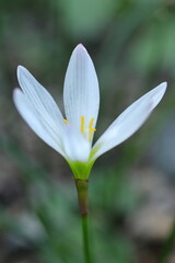 白いタマスダレ