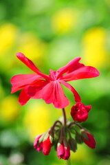 Fototapeta premium 野に咲くアカマツリ