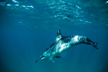 Glowing dolphin beneath ocean surface, beautiful sea creature