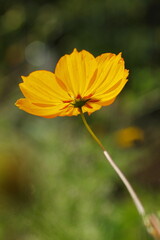 オレンジ色のキバナコスモス