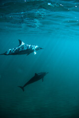 Fototapeta premium Vertical shot of beautiful dolphins swimming in ocean - underwater