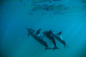 Three dolphins swimming in ocean together near surface - underwater shot