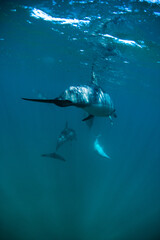 Fototapeta premium Vertical shot of dolphin beneath the surface with sunlight shining through