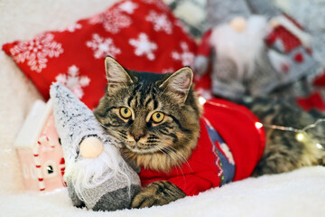 cat hugging christmas elf against christmas decorations, wearing christmas red sweater new year