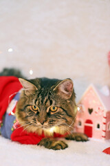 funny kitten in christmas sweater near christmas house. christmas decorations, new year