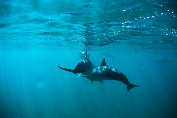 Sparkling dolphins beneath ocean surface