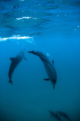 Majestic dolphins under the sea near beautiful surface